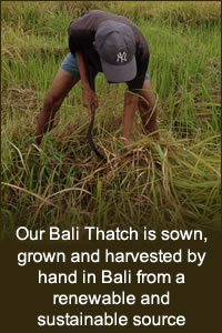Our Balinese Thatch is sown, grown and harvested by hand in Bali from a renewable and sustainable source